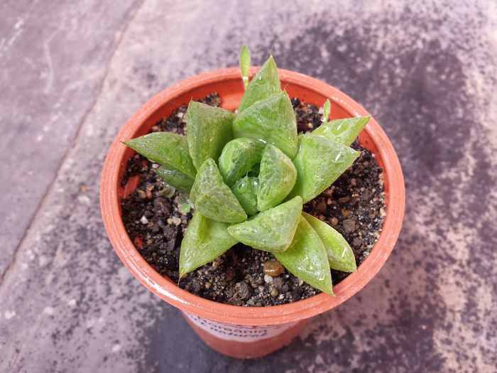 Haworthia cuspidata