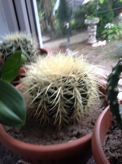 Echinocactus grusoni