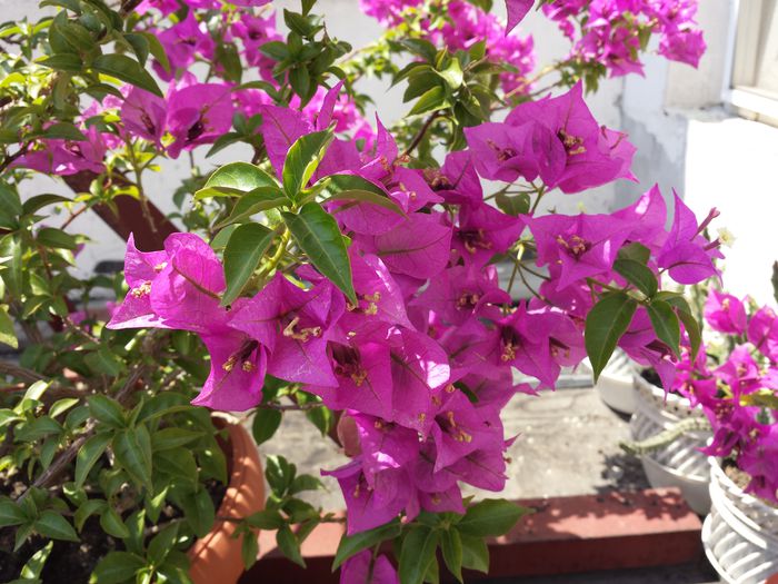  - Bougainvillea - 2015