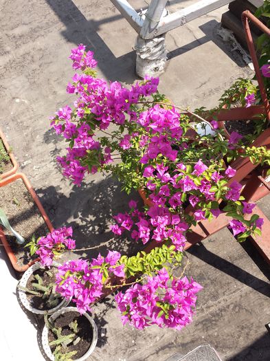  - Bougainvillea - 2015