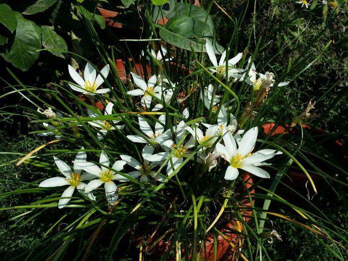 20150829_145313 - Plante in ghiveci 2