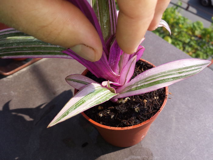 507 Tradescantia spathacea variegata - Plante de balcon si camera - 2015 _ partea a II-a