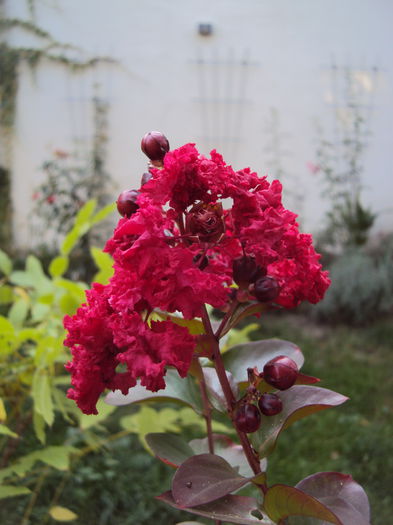 Dynamite - Lagerstroemia indica