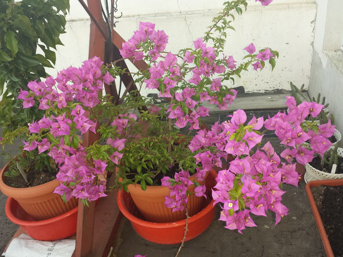  - Bougainvillea - 2015