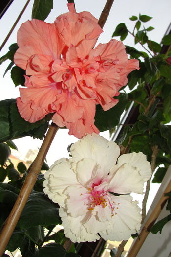  - A0-Hibiscus White Pride of Hankins