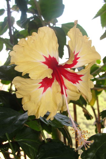 Sylvia Goodman - A0-Hibiscus 2015-2