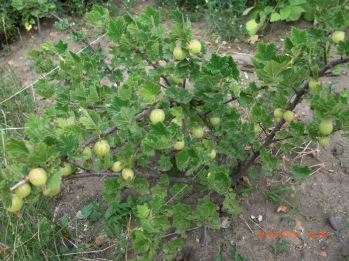 agrise albe - Gradina Casa si Plante Rare sau Deosebite pentru Sanatate2