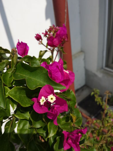  - Bougainvillea - 2015