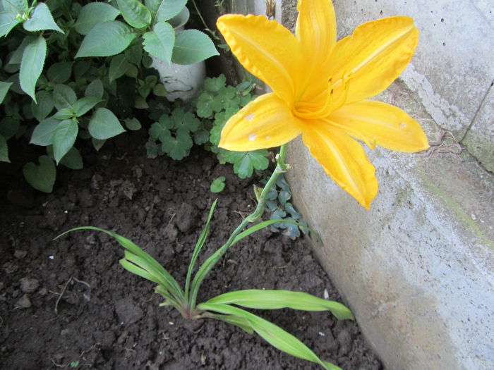 Hemerocallis