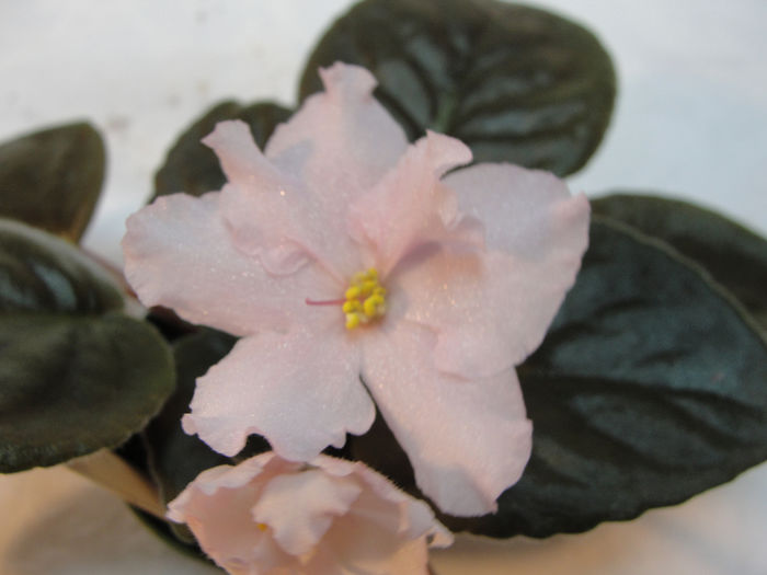 China Pink - 03-African violets