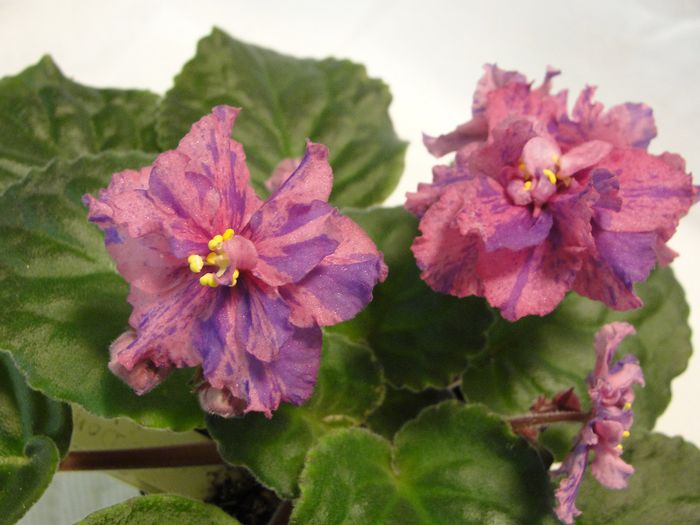 Donnas Kilauea - 03-African violets