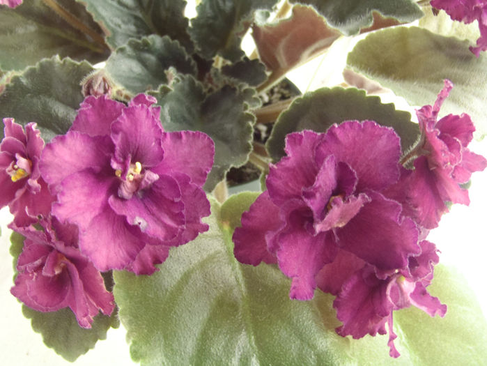 Mark - 03-African violets