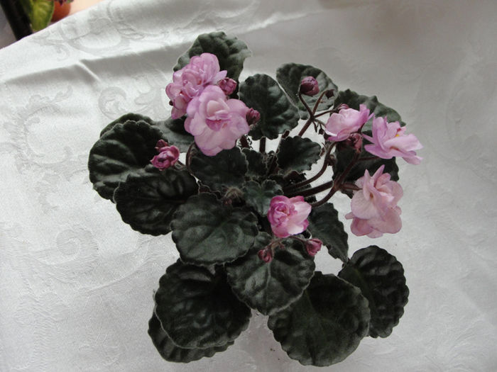 Ness Satin Rose - 03-African violets