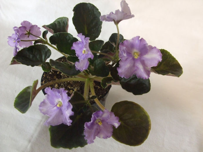 Opera s Paolo - 03-African violets