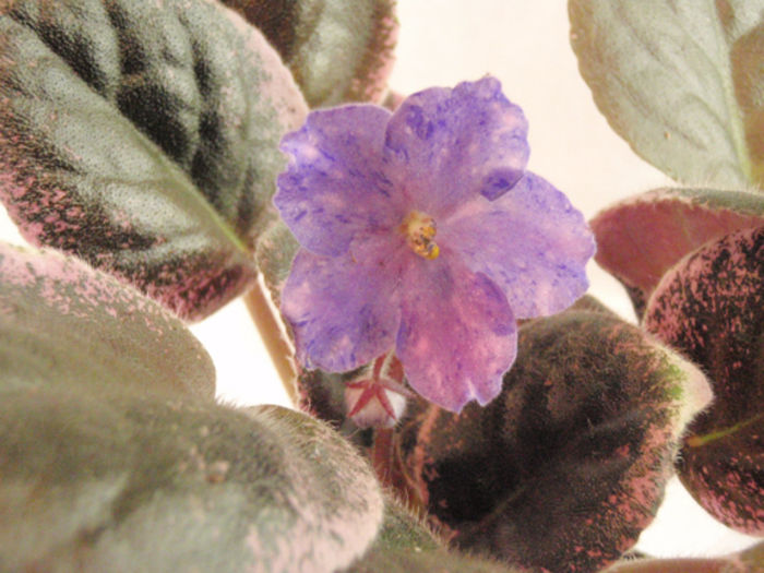 PA Longtin - 03-African violets