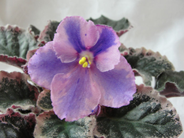 Pink Satin Pillow Chimera - 03-African violets