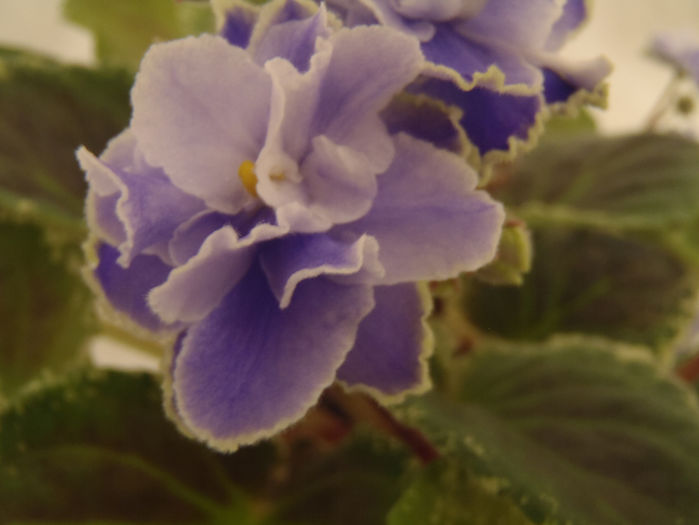 Sansoucy Coco - 03-African violets