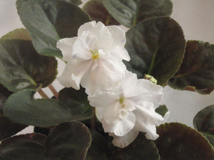 Scheherezade - 03-African violets