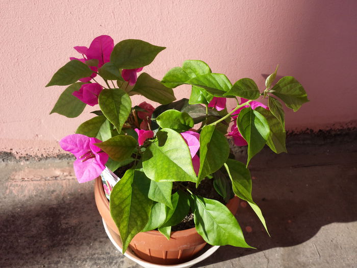  - Bougainvillea - 2015