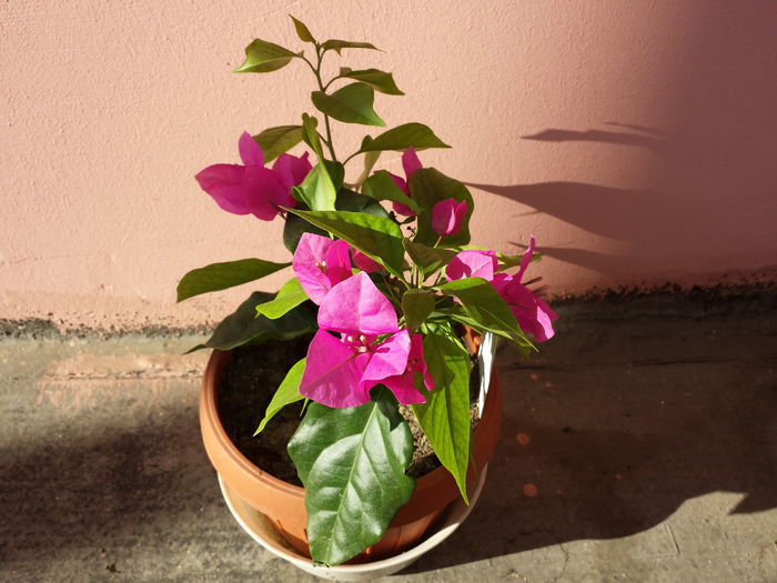  - Bougainvillea - 2015