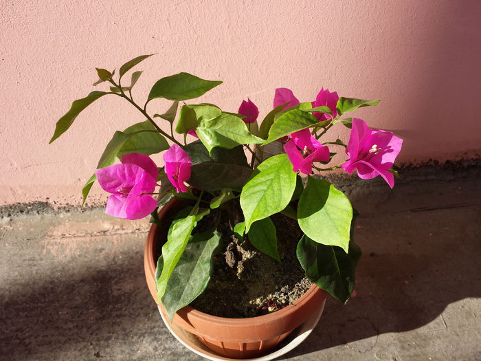  - Bougainvillea - 2015