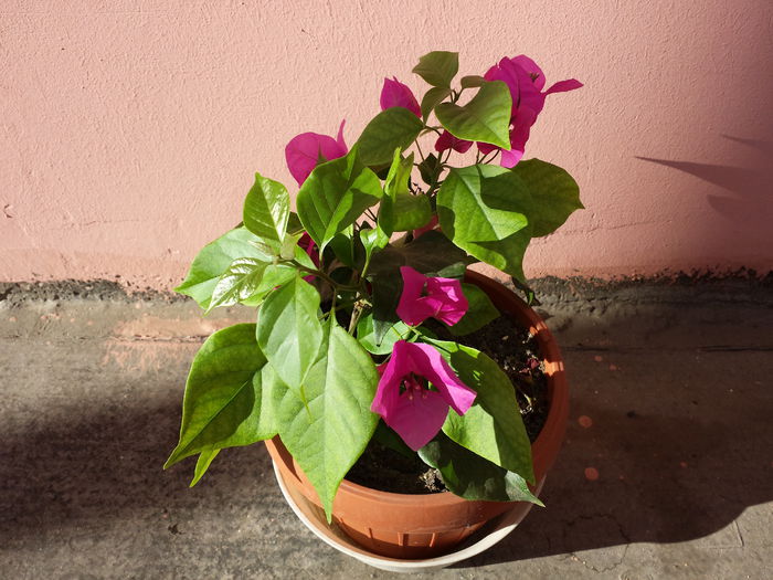  - Bougainvillea - 2015