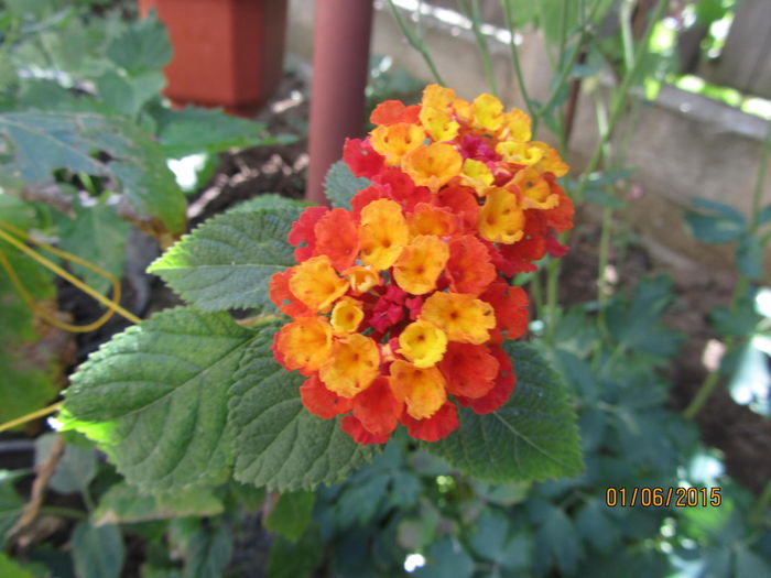 Lantana