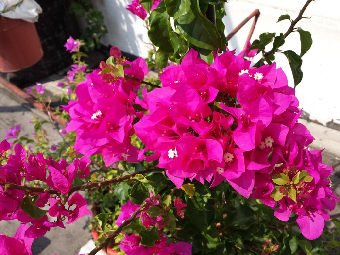  - Bougainvillea - 2015