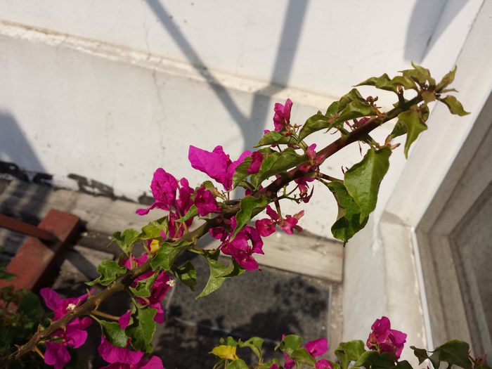  - Bougainvillea - 2015