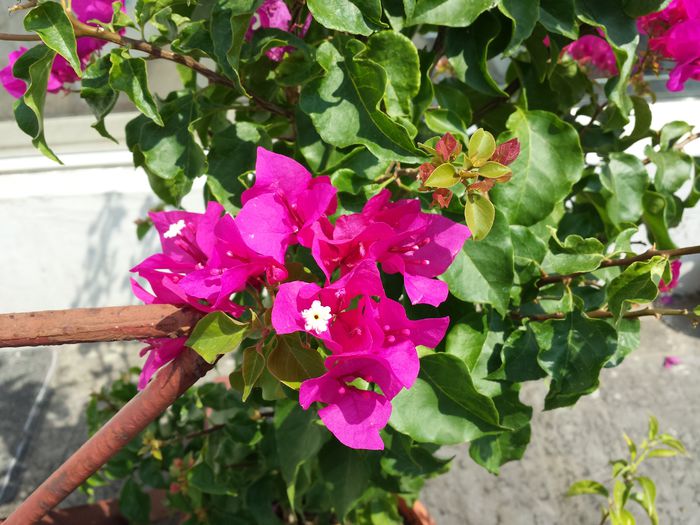  - Bougainvillea - 2015