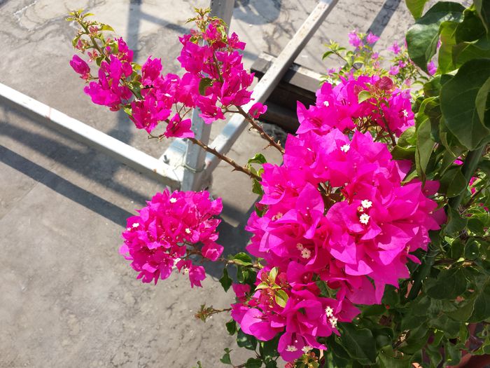  - Bougainvillea - 2015