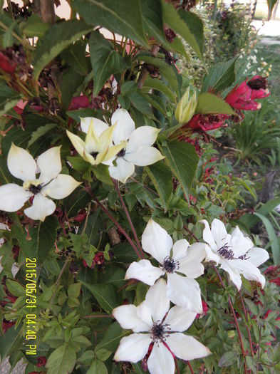 Clematis Florida Pistachio (1)