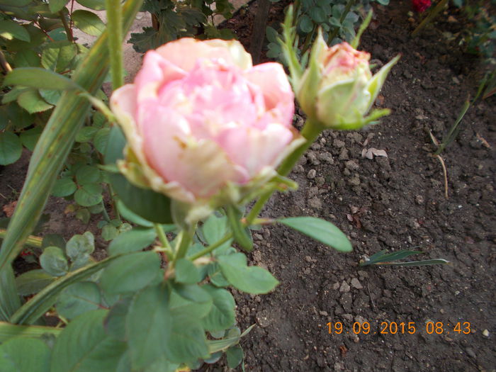 bulgaresc  nr9/HELEN 15 - Trandafiri 2015