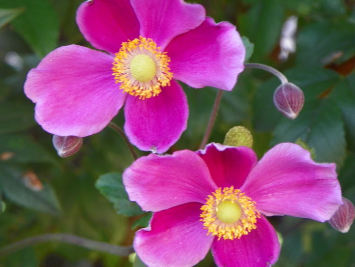 anemone Hadspen Abundance