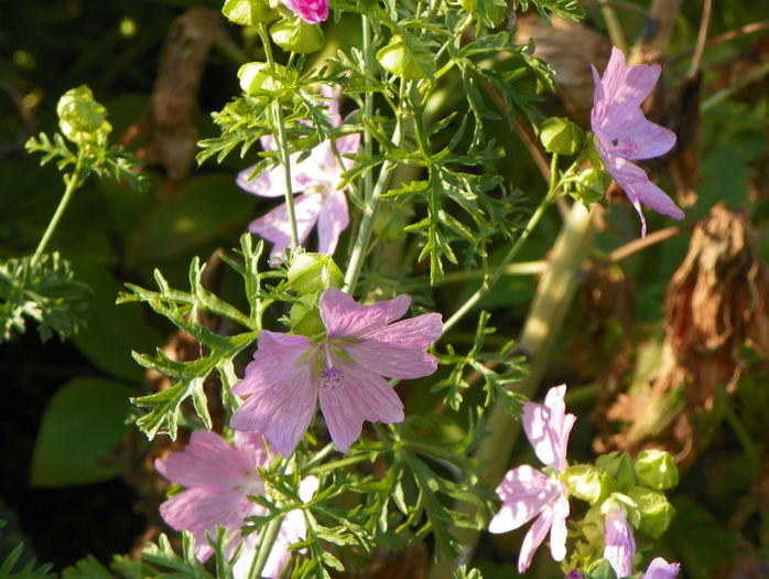 malva moschata Rosea - Toamna 2015