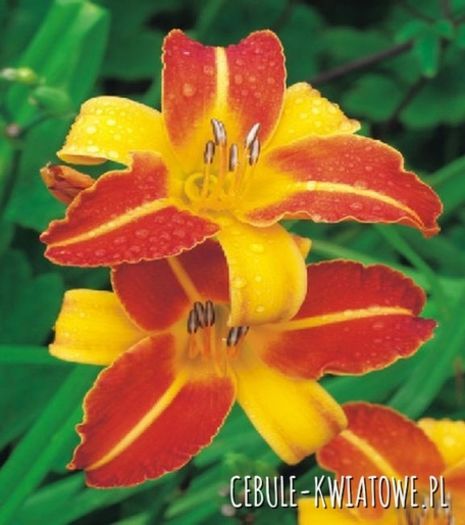 hemerocallis frans halls 