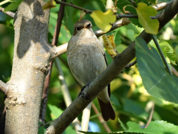 DSC00508 - vizitatorii gradinii-2015-2