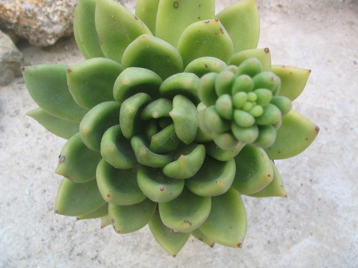 Echeveria agavoides Lem.1863