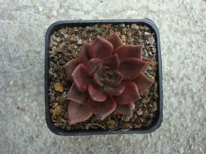 Echeveria  cv. Black Prince