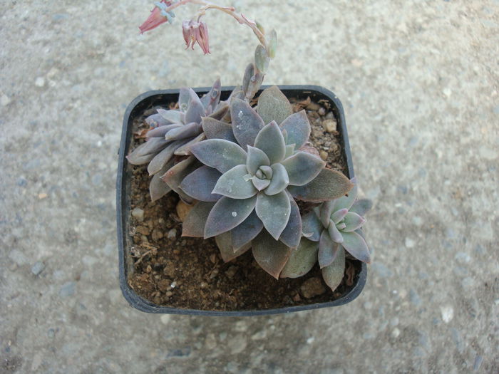 Echeveria carnicolor (Baker) E.Morren 1874