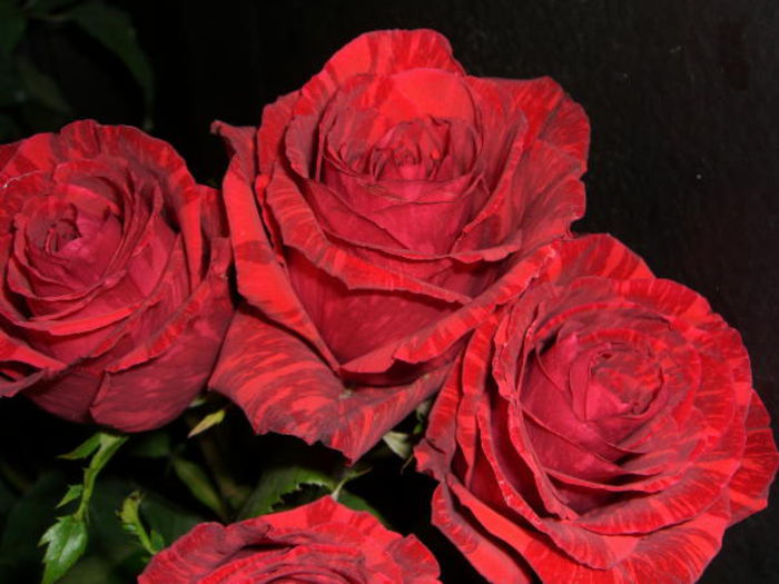 Red Intuition Roses
