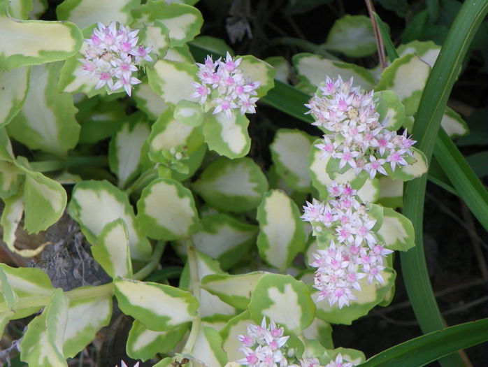 sedum mediovariegatum