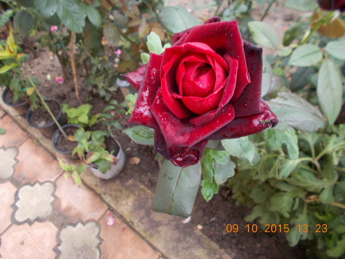 BARKAROLE - Trandafiri 2015