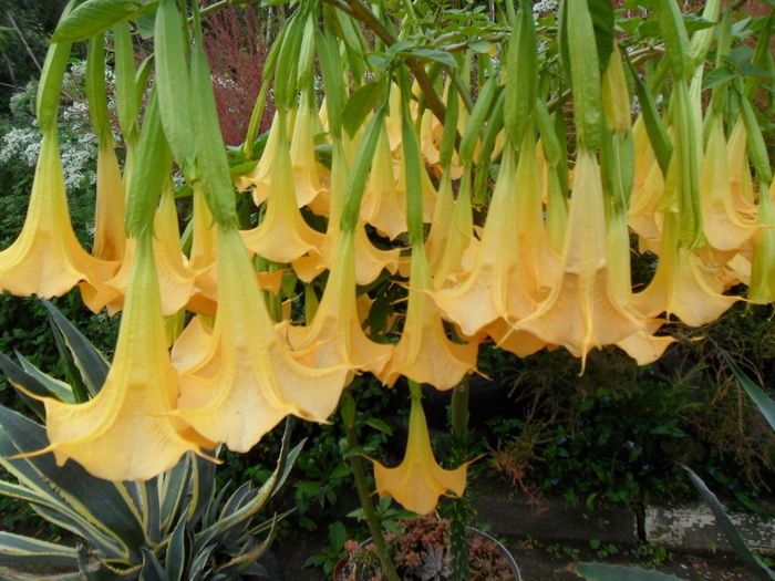 SAM_1535 - Brugmansia