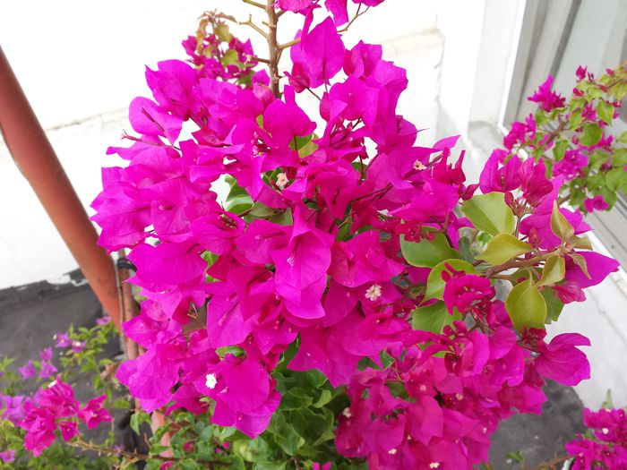  - Bougainvillea - 2015