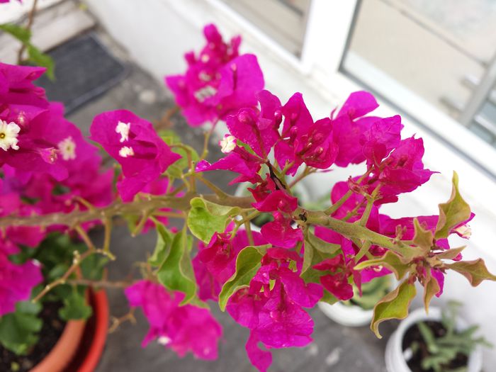  - Bougainvillea - 2015