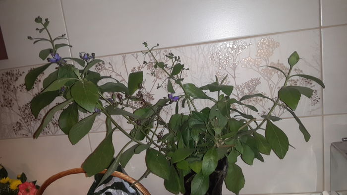 clerodendron ugandese -2 plante tinere - pasiflora si altele  oferte la schimb