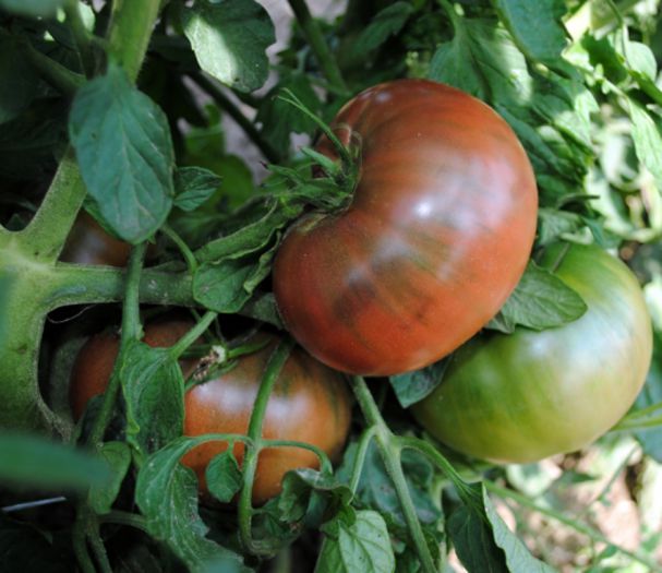 tomate arbuznyi ..