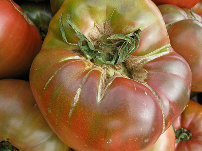 tomate indian stripe