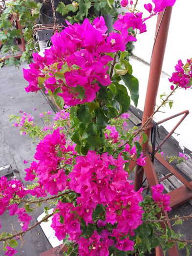  - Bougainvillea - 2015